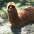 RampagingLlama