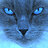 bluecat