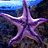 Starfish90s