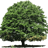 Tree43