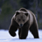 ursus