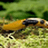 BananaSlug