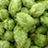 HOPPED_TO_THE_LIMIT