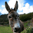 mulebroue