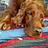 BigRedDog