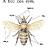 DirtyBee