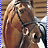 Horses4476