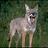 Laughing_Coyote
