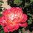 rose43jo