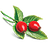 1rosehip
