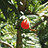 redberrysounds