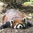 flatpanda