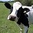 jeffiscow