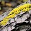 Physarum