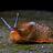 abloatedslug