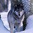 GrayGhost