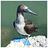 BlueFooted