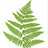 The_Fern