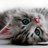 Kitten Kitten