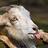 smartgoat
