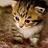 Kittykat