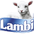 Lambi