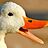 NMEduck