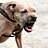 Pitbull41199