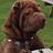 BranstonTheDog