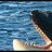 Orcinus