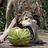 FenrirWolf