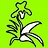 plantaeorchids