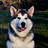 Almalamute