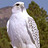 Royal_Falcon