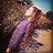 Autumn_Rose