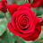 aiman3977