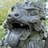 blacklion
