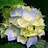 Hemanshu_Gupta