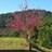 Nicholas_Law