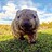 Aussie_Wombat