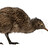 kiwiaviation