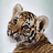 littletiger