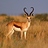 Springbok31