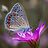 Ahmad_Ayaz_Noor