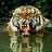 Devesh_V