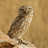owlswollen