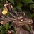 verdantSculpts