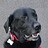 welshblacklab