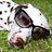 barend