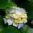 blackberry